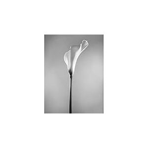 Wee Blue Coo Flower Black and White Calla Lily Art Print Poster Wall Decor 12X16 inch Fleur Affiche Mur Déco