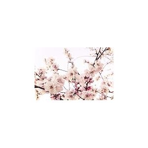 A.S. Création Papier peint Cherry Blossom 3,75 m x 2,50 m - WALLLOVE Papier peint fleurs de cerisier en rose, blanc y compris colle - DD129571