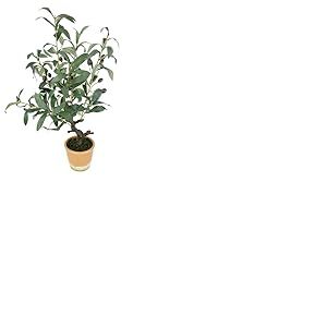 Flair Flower Olivier Artificiel avec Fruits Noirs - 57 cm - Olive méditerranéen - Plante Verte - Arbre décoratif - Arbre décoratif - Toscane - Plante en Pot - Décoration du sud - 57 cm