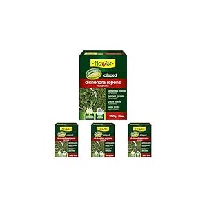 Flower SEMILLA DICHONDRA REPENS (Lot de 4)