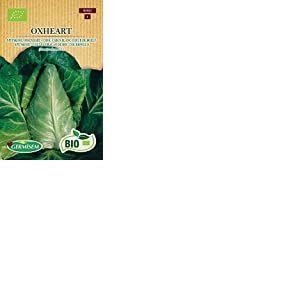 Germisem Bio Graines Chou cabus blanc Coeur de Boeuf OXHEART