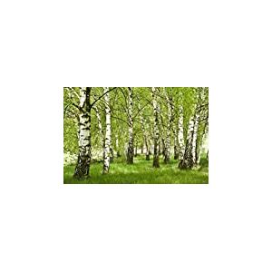 Scenolia Tableau Toile XXL en kit Foret De Bouleau 90 x 60 cm - Toile Textile sans PCV - Tableau Grand Format fabriqué en France