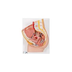 3B Scientific H10 Bassin Féminin, en 2 Parties + Application anatomie gratuite - 3B Smart Anatomy