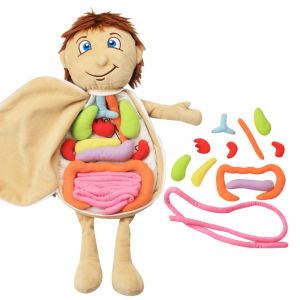 Enfant 3D Puzzle corps humain modèle anatomie en peluche jouet Montessori apprentissage orgue