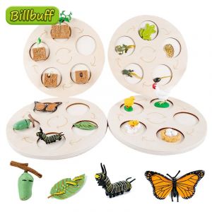 Tableau de cycle de vie animal insecte réaliste aides pédagogiques plantes animaux cycle de