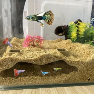 Grotte d'aquarium grotte cach&eacute;e souterraine d'aquarium pour animaux aquatiques pour la race, jouer