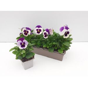 Pensee blanc pourpre b10g