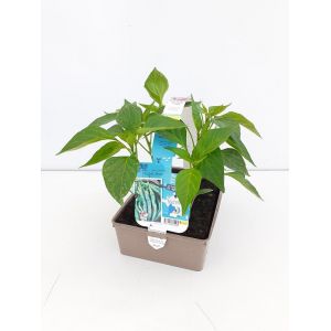 Piment doux long des landes b6