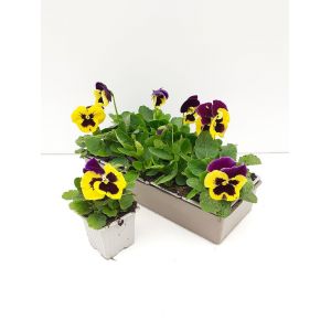 Pensee jaune bleue b10g