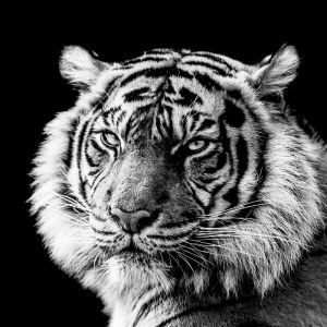 Tableau sur toile portrait de tigre en noir et blanc 30x30 cm