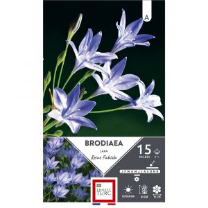 Bulbes brodiaea tritelia reine fabiola violet 5-+ x15