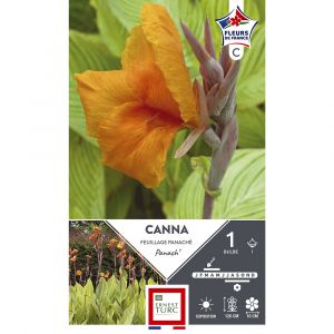 Canna haut panach I x1