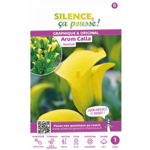 Arum calla sunclub 14-+ x1
