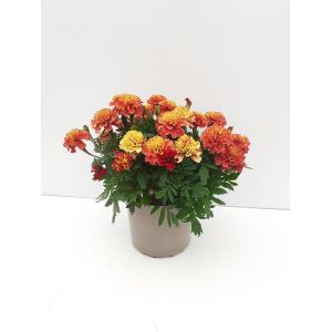Oeillet d'inde strawberry