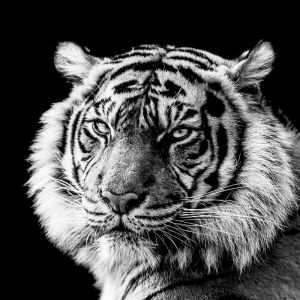 Tableau sur toile portrait de tigre en noir et blanc 45x45 cm