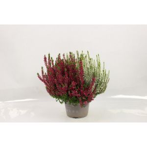 Bruy&egrave;re bicolore en pot