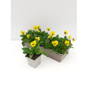 Viola cornuta jaune macule b10g