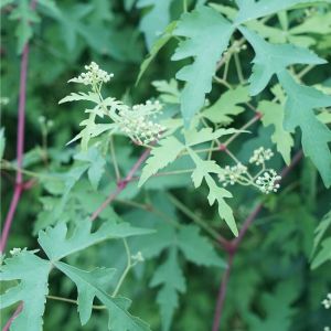 Vigne vierge "Aconitifolia" - Ampelopsis 3L - 60/90cm
