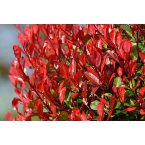 Photinia red robin c7l5 80-100