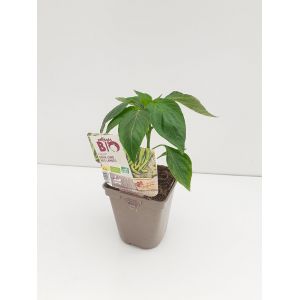Bio PIMENT DOUX LONG DES LANDES 0,5L