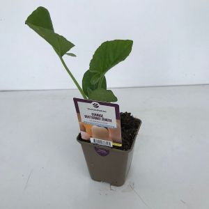 Courge butternut zenith 0,5l