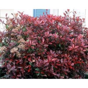 Photinia Fraseri Red Robin en pot de 4.5L