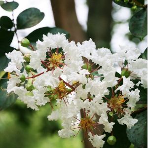 Lilas des Indes 'Blanc' - Lagerstroemia indica