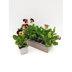 Viola cornuta orange violet b10g