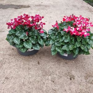 Cyclamen mini djix 027 coupe