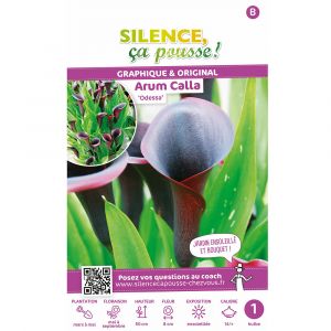 Arum calla odessa 14-+ x1