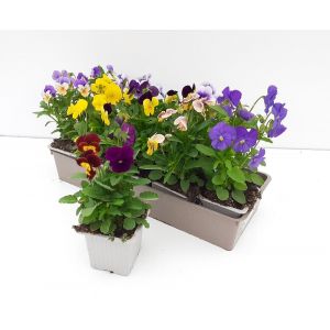 VIOLA CORNUTA MELANGE coloris mix B10G