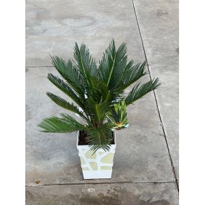 Cycas revoluta gamme design