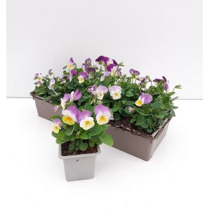 Viola cornuta rose blanc b10g