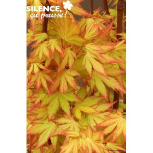 Acer palmatum varies c4,5