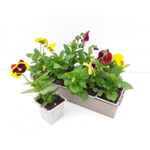 PENSEE MELANGE coloris mixÃ©s dans la barquette B10G