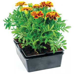 Oeillet d'inde - 6 plants
