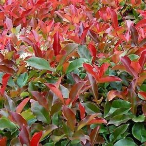 Photinia fraseri Red robin - 3L