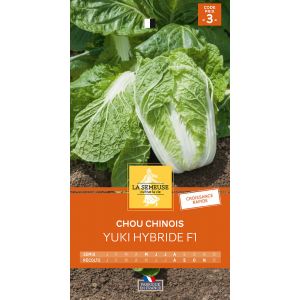 CHOU CHINOIS YUKI  HYBRIDE F1