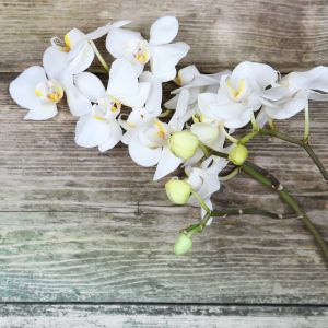 Toile 65X65 Orchidee