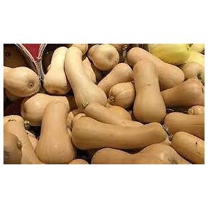 Courge Musquee Butternut Early Bio