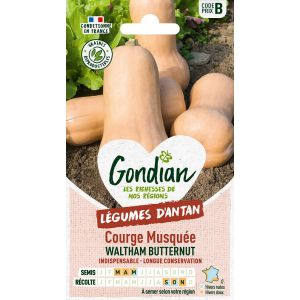 Courge Musquée Waltham Butternut Gondian