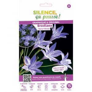 Brodiaea laxa reine fabiola 5-+ x15