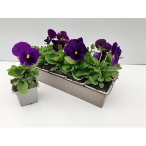 Pensee bleu fonce b10g