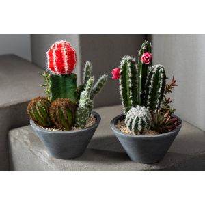 coupe de cactus deco h 21 cm 2 ass