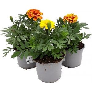 Oeillet d'Inde en pot de 10,5 cm