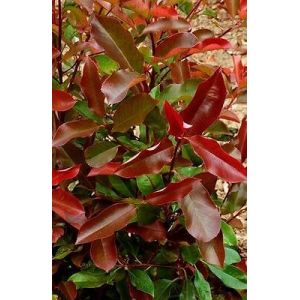 Photinia Fraseri Red Robin en pot de 7L