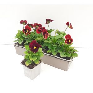 Pensee rouge macule b10g