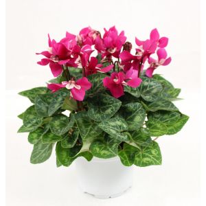 Mini cyclamen djix pot 10,5