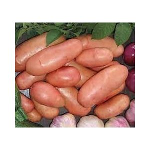 Pommes de terre Jeannette 3545 - 3kg