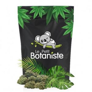 Shantica CBG - Le Petit Botaniste